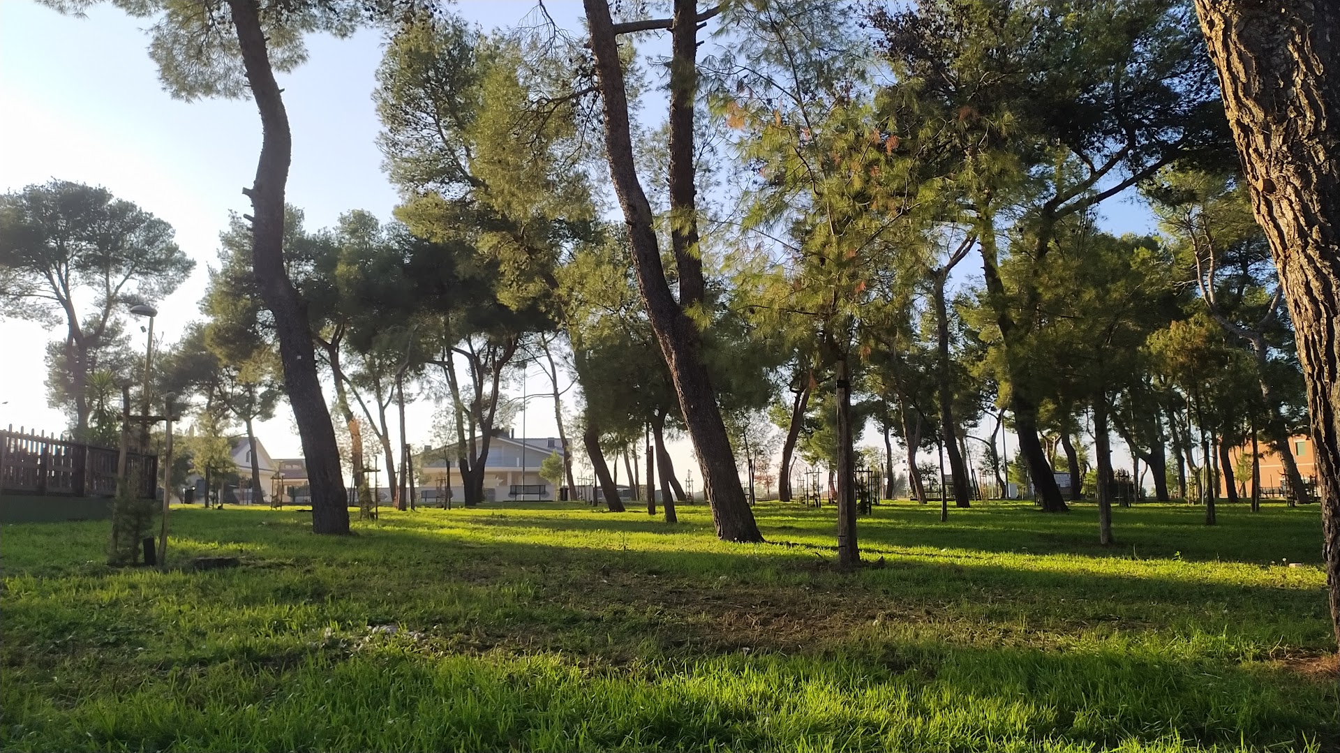Pineta Comunale, Torremaggiore