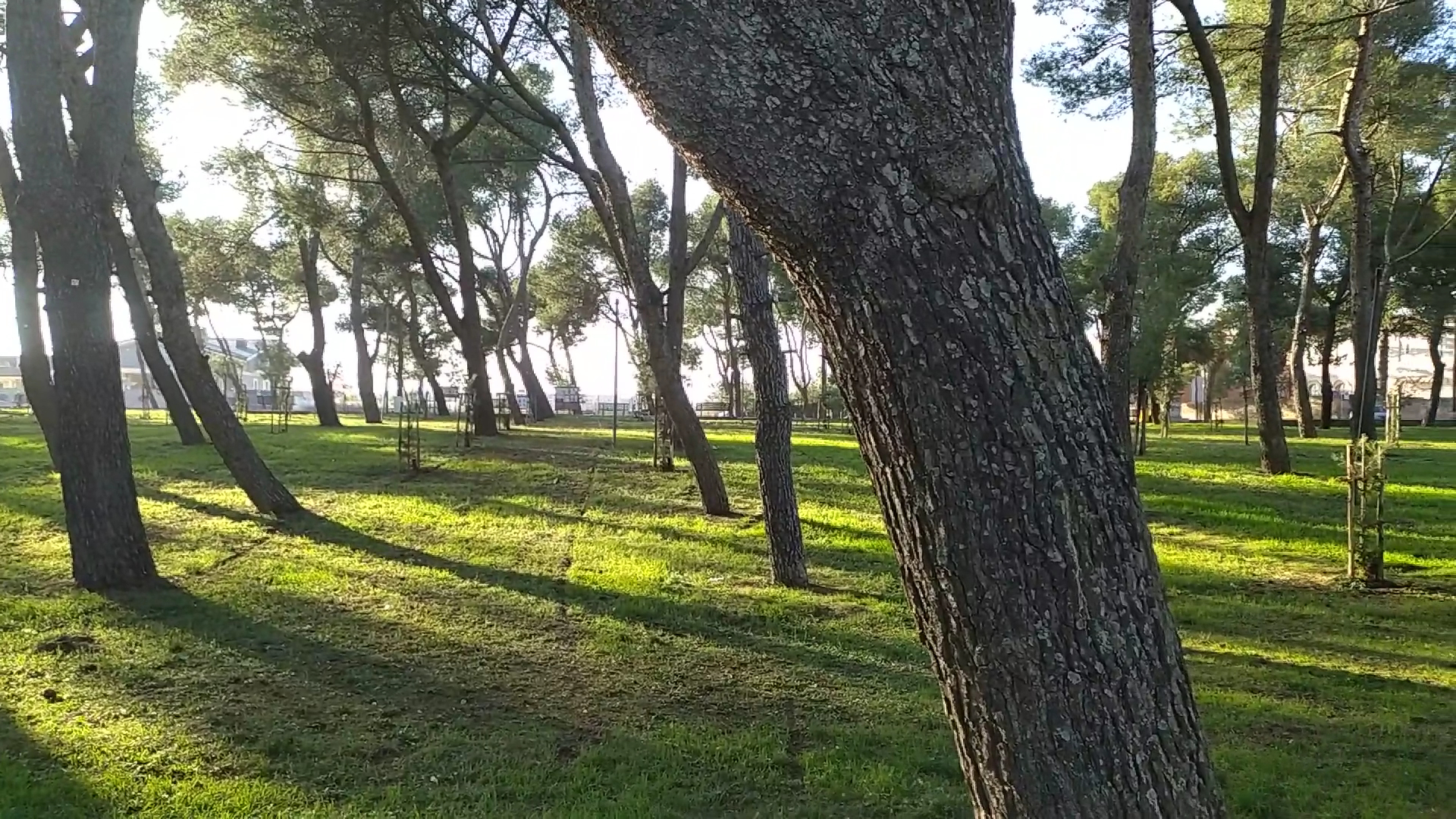Pineta Comunale
