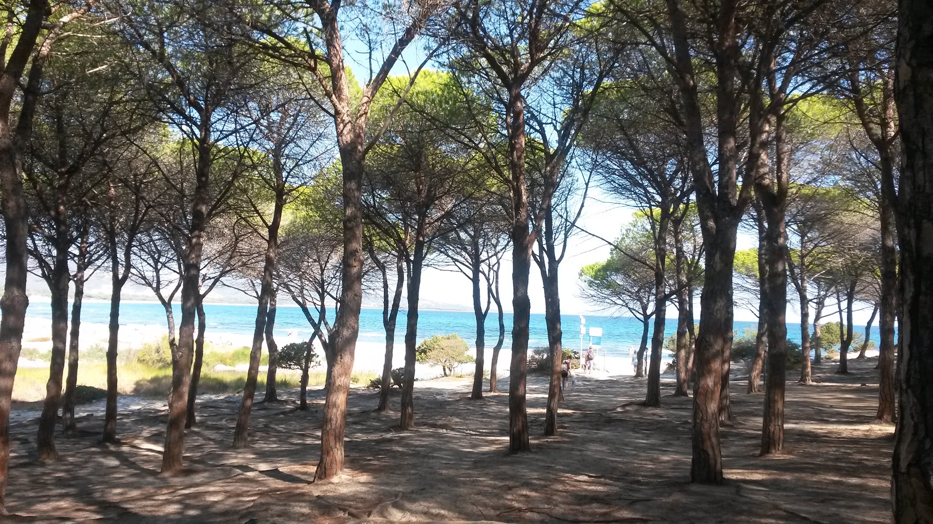 Pineta Sant'Anna