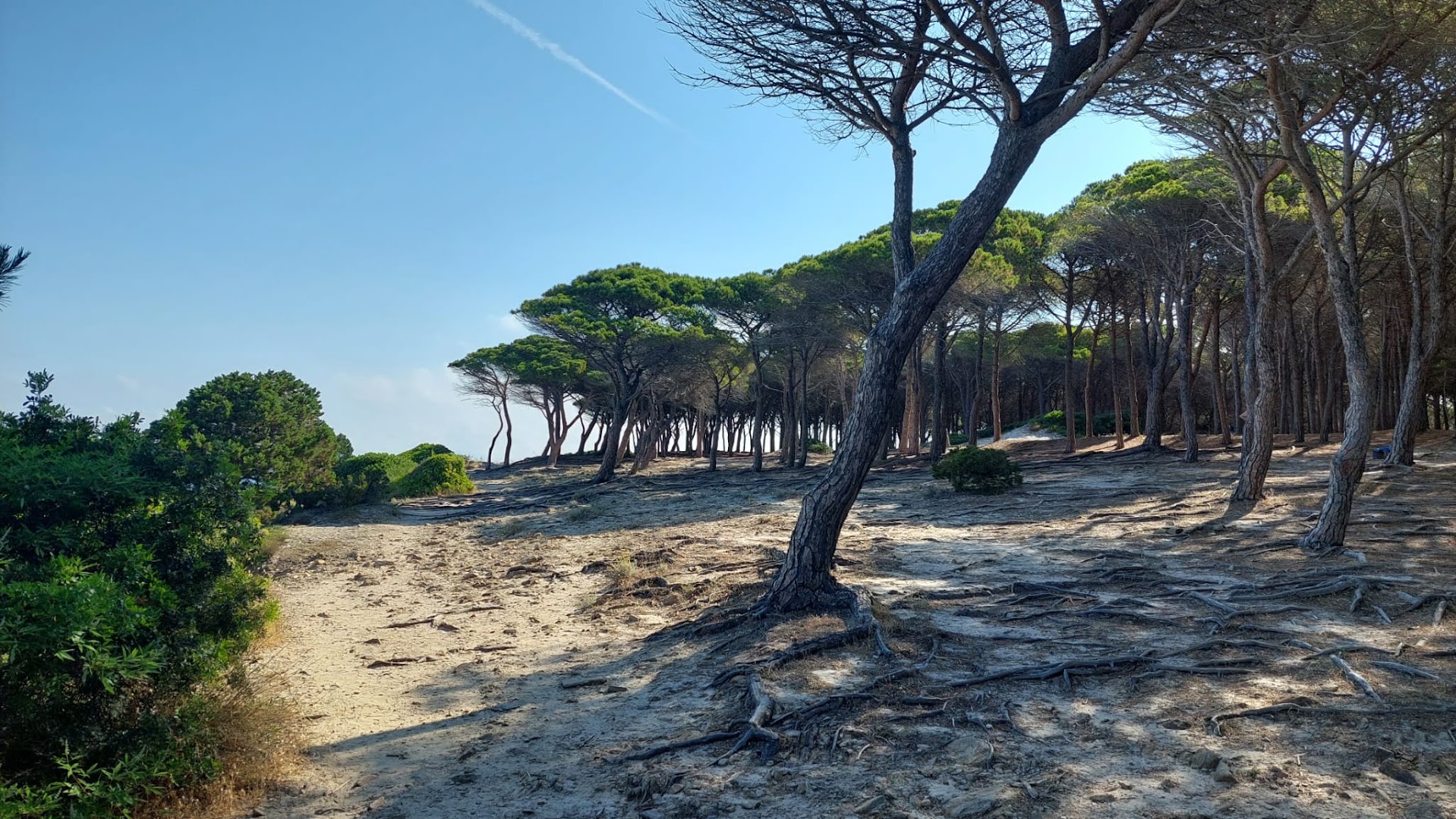Pineta Sant'Anna