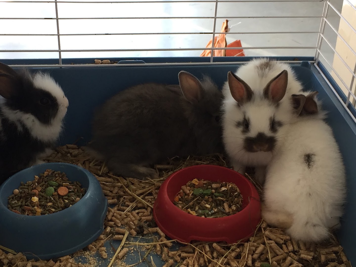 Pink House Pet Distribution