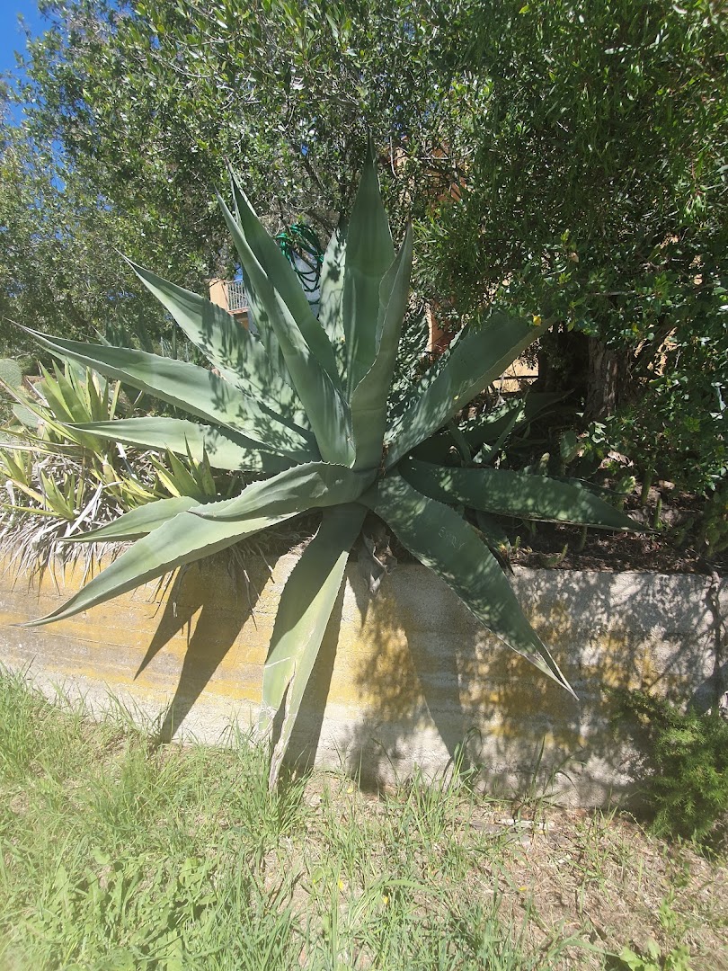 Pino di Monserrato, Porto Azzurro