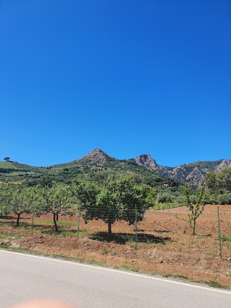 Pino di Monserrato