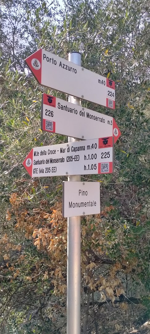 Pino di Monserrato