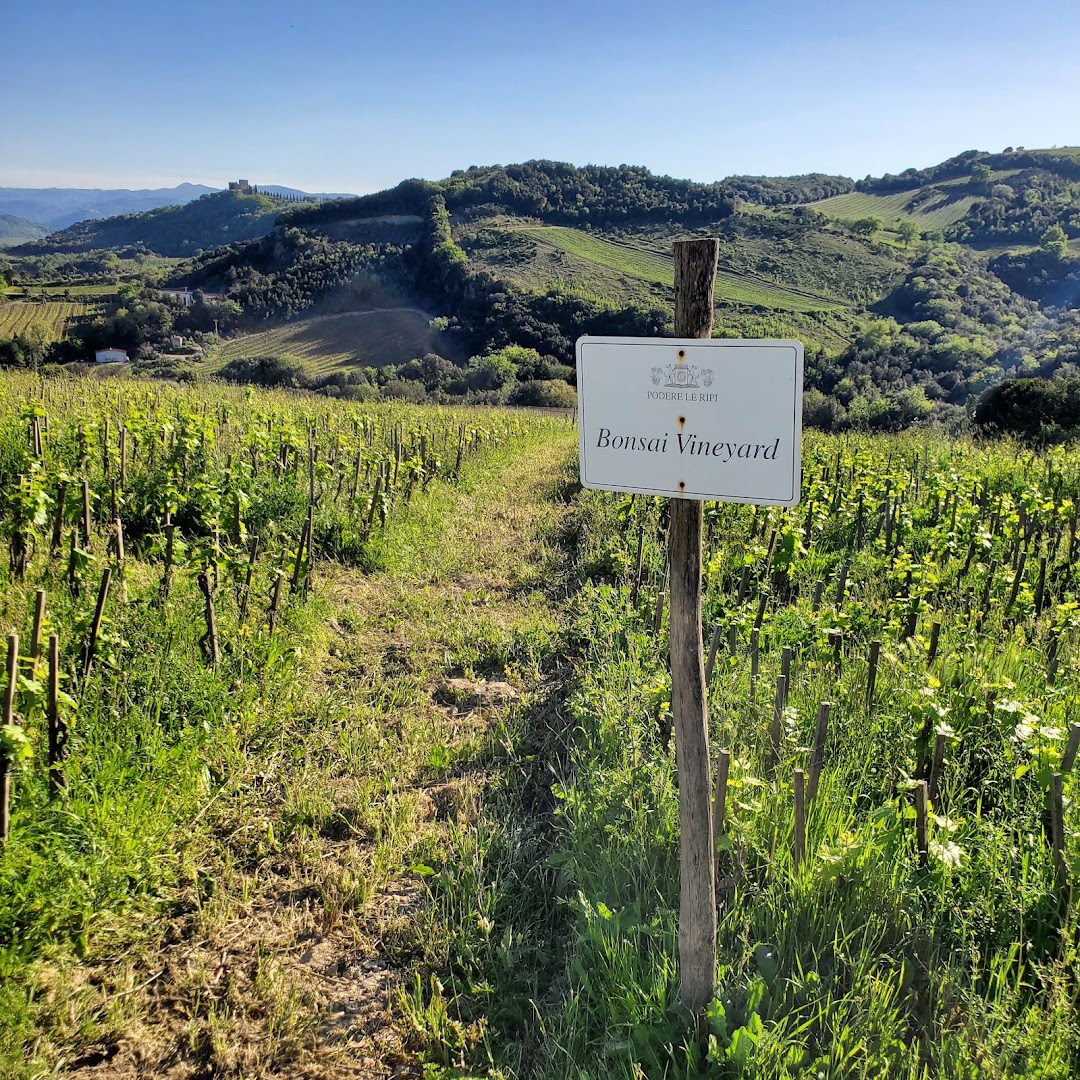 Podere Le Ripi | Winery in Montalcino