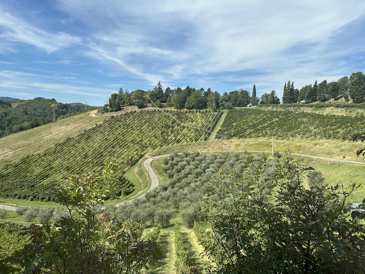 PODERE RIOSTO cantina, cene in vigna ed eventi