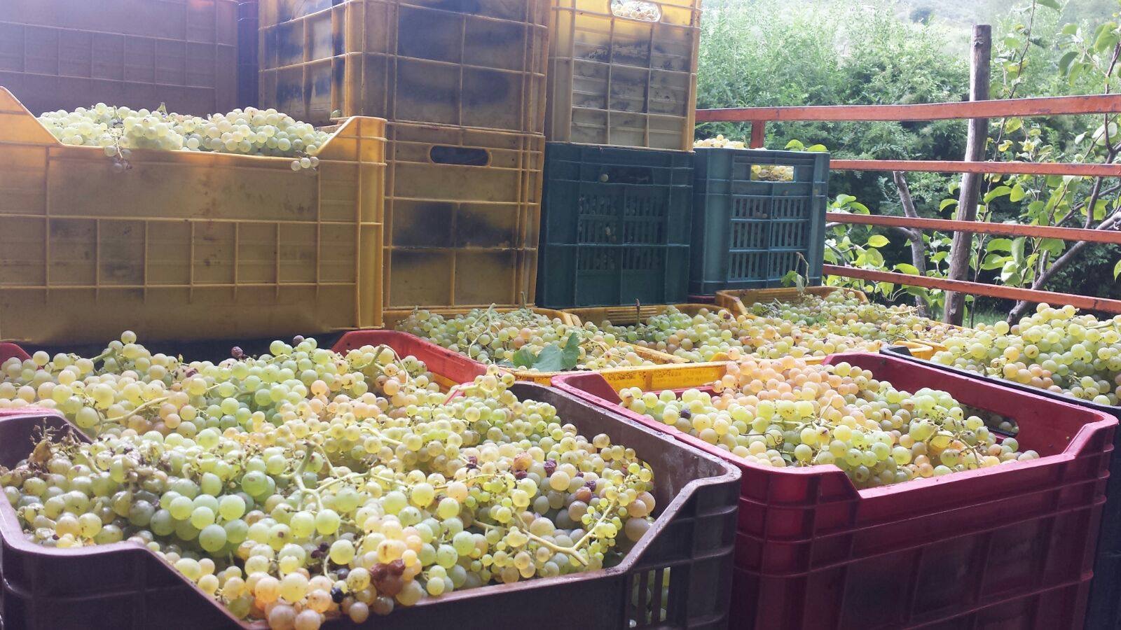 Podere Veneri Vecchio