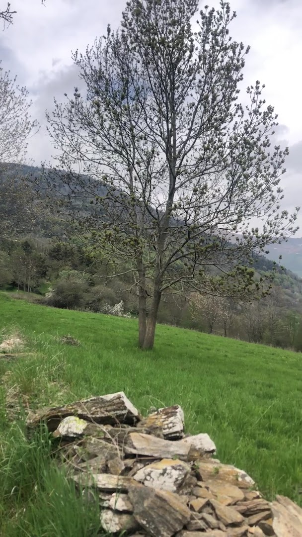 Prarotto