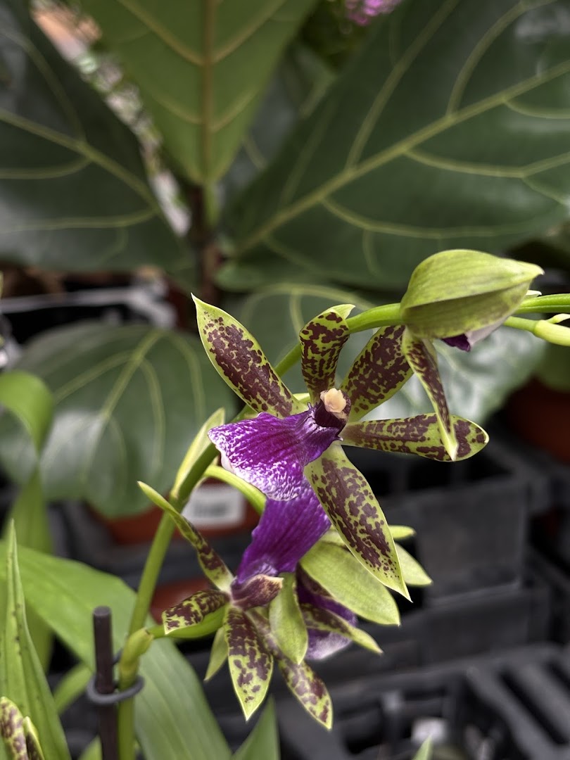 Raffeiner Orchideenwelt