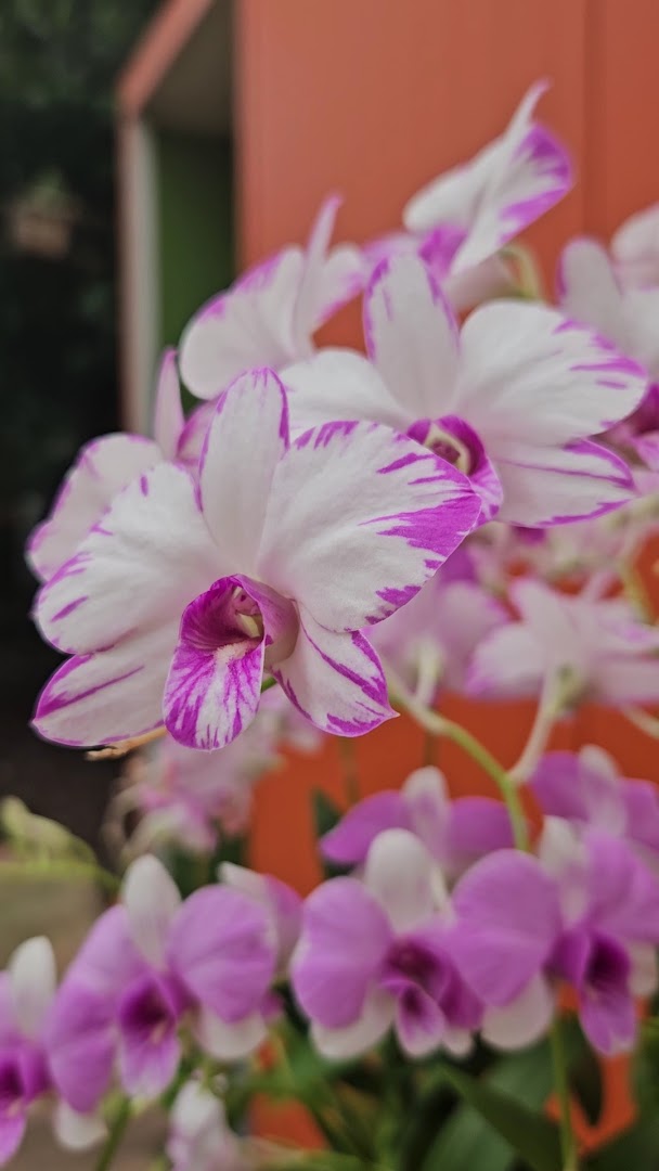 Raffeiner Orchideenwelt