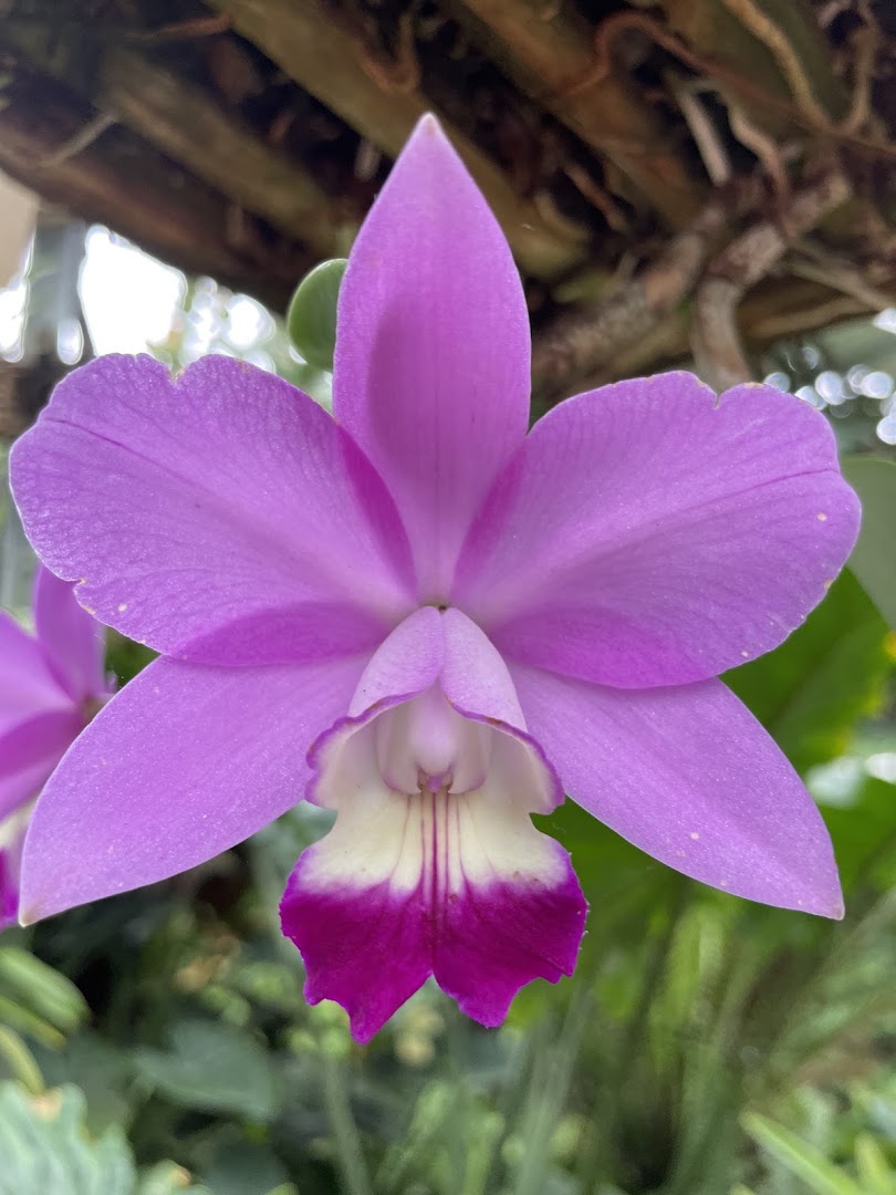 Raffeiner Orchideenwelt, Gargazzone