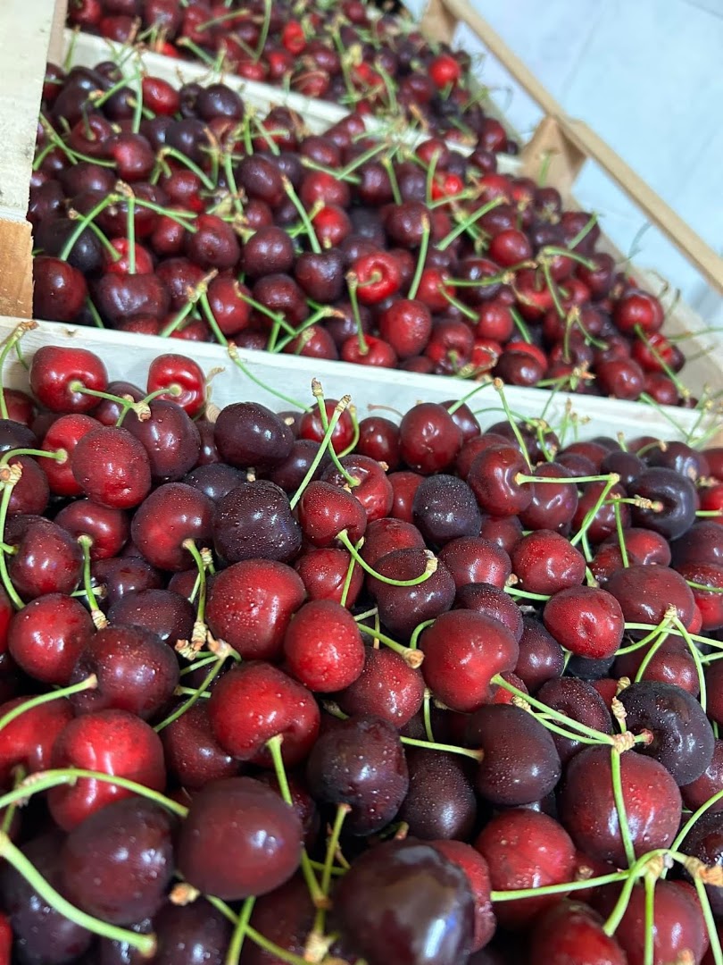 Randa food yacht service srl