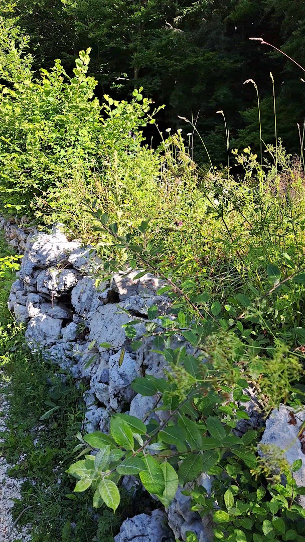 Respiro degli Alberi