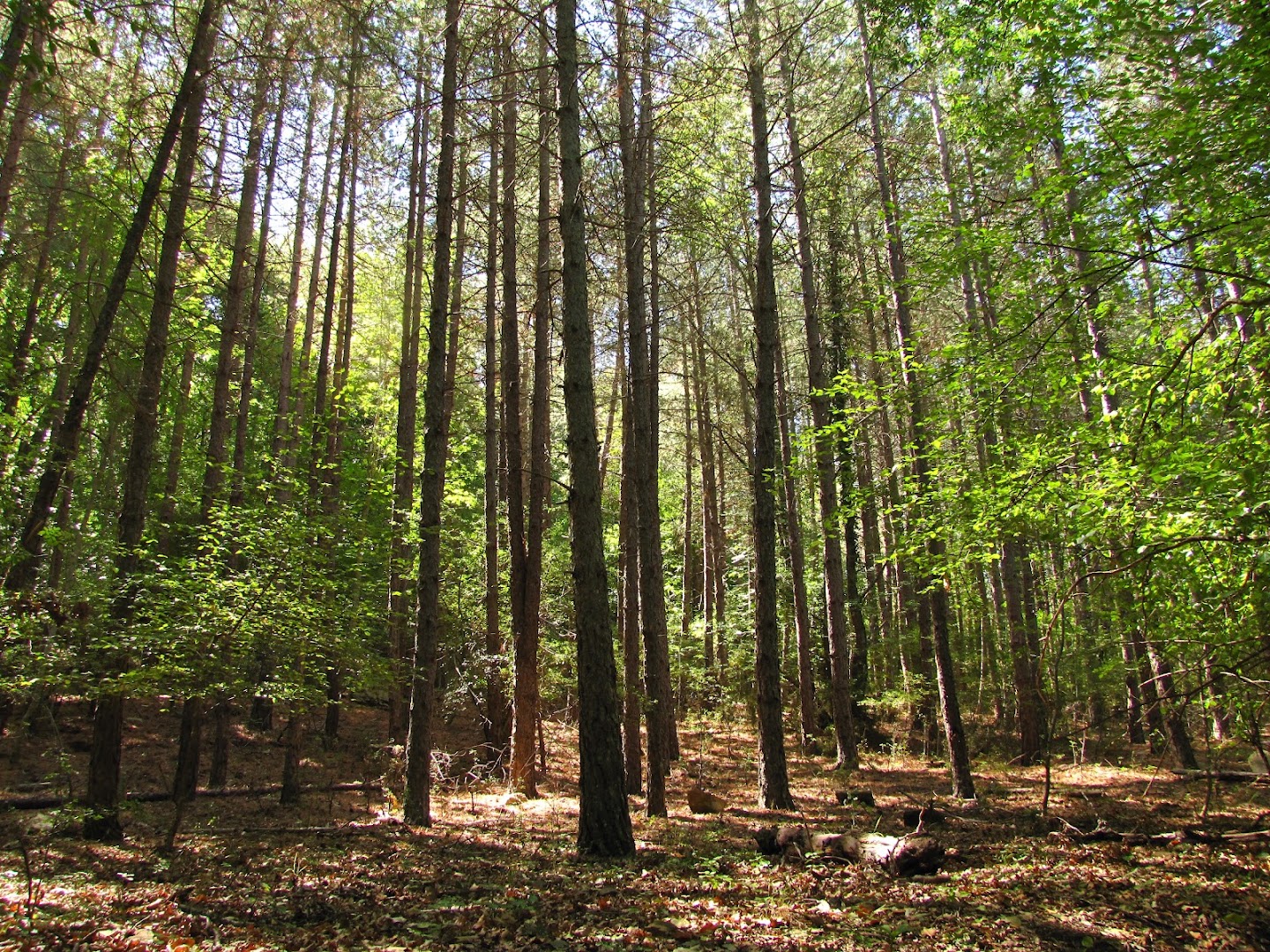 Riserva Naturale del Monte Rufeno