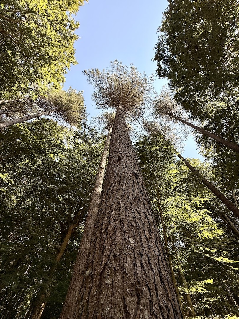 Riserva naturale della Foresta Umbra
