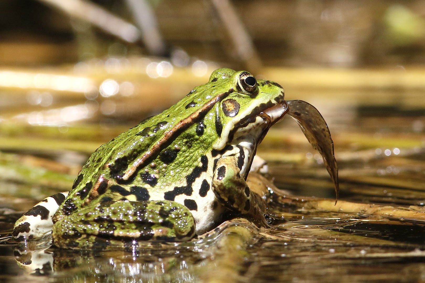Riserva Naturale Regionale della Foce dell'Isonzo Isola della Cona, Staranzano