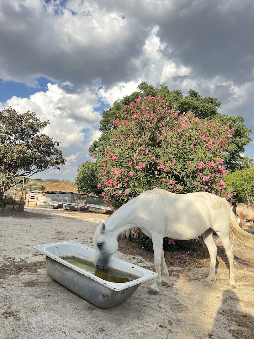 River Horse