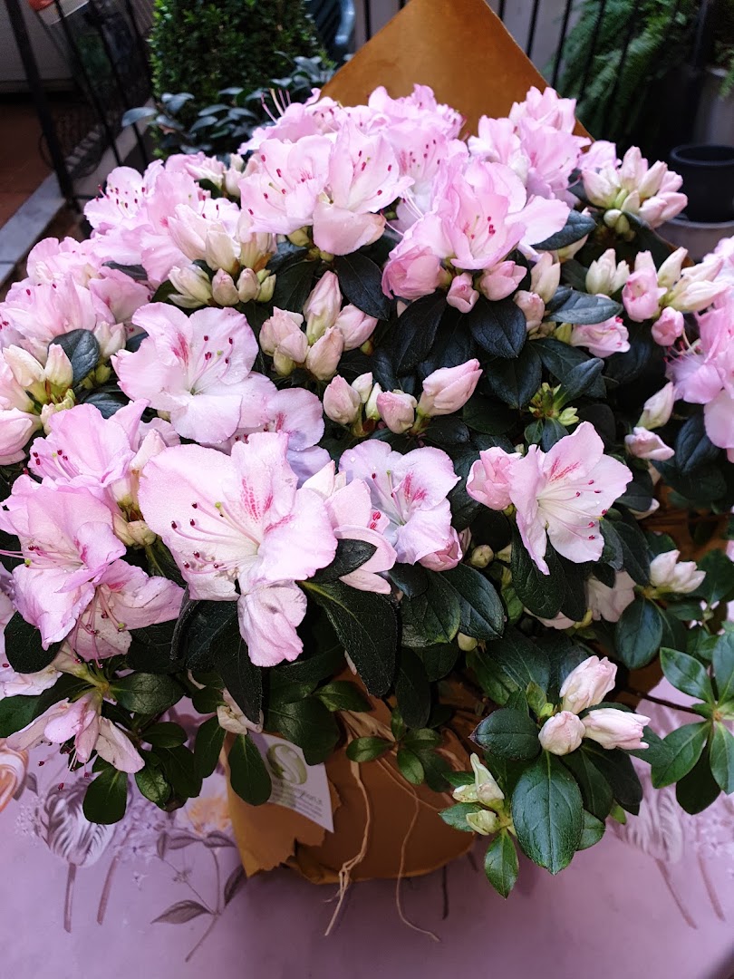 Salemi Fiori Catania addobbi floreale per matrimoni