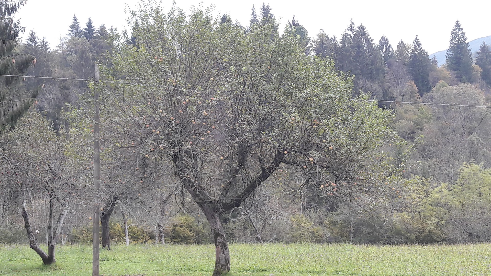 Sapori Dimenticati