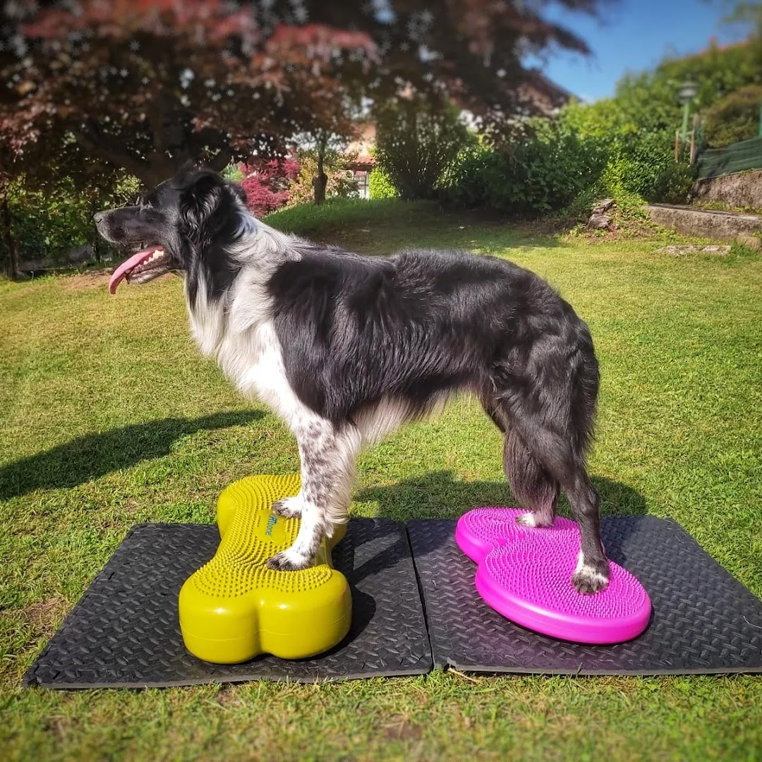 School of Dogs, Carnago