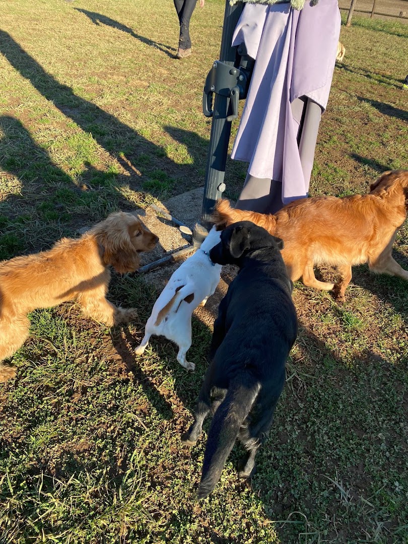 School of Dogs