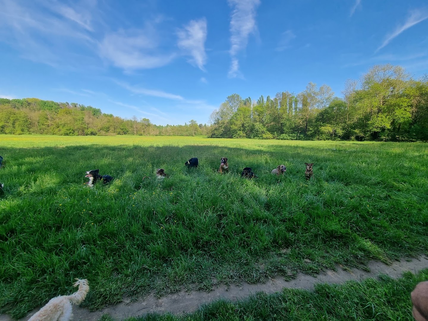 School of Dogs