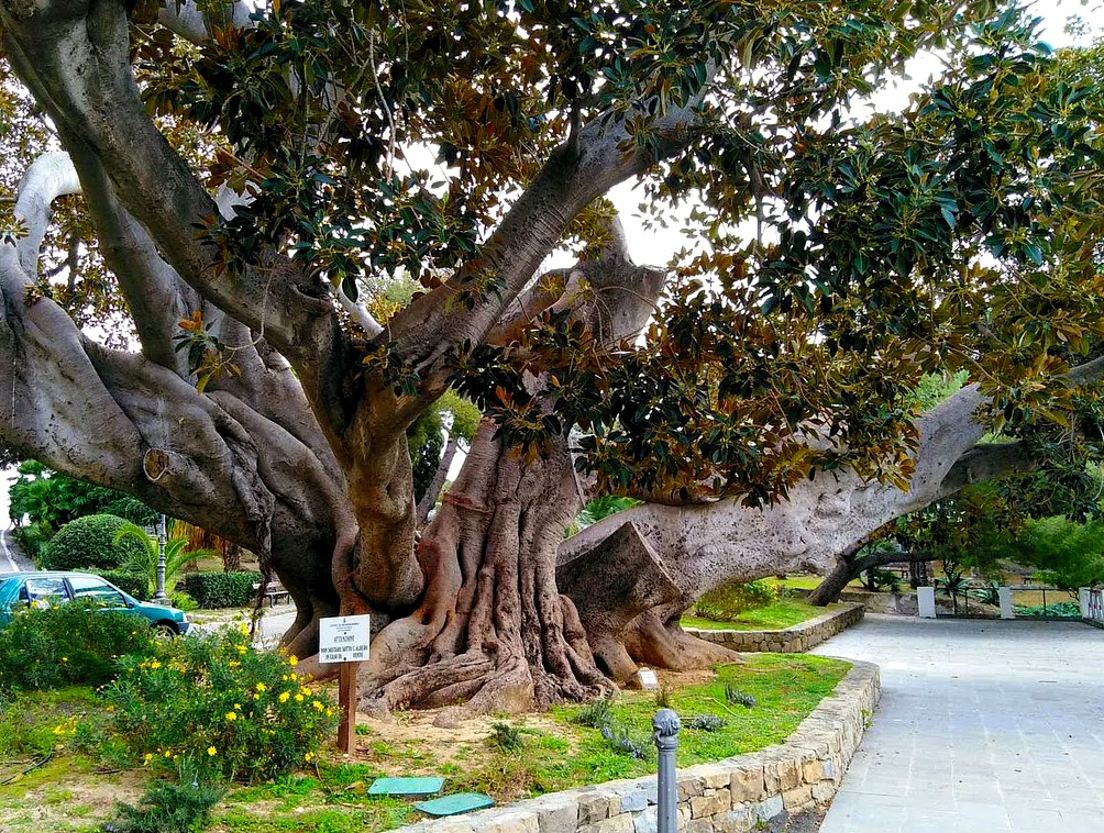 Scibretta, Bordighera