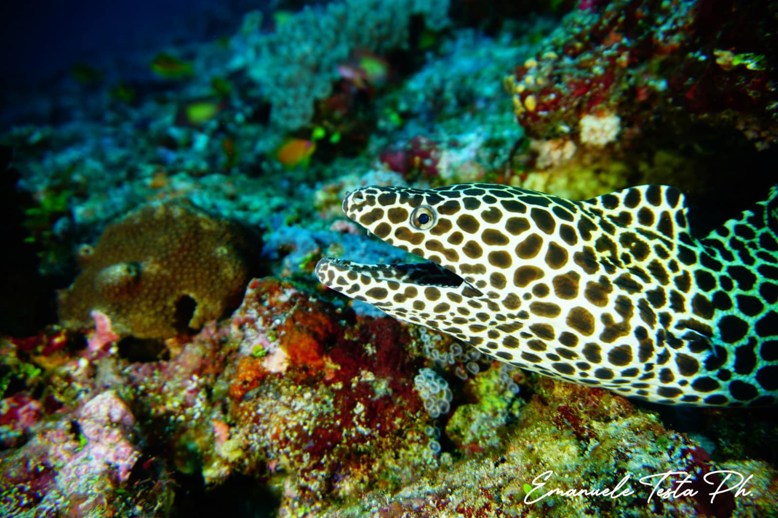 Scuba Diving School, Aci Castello