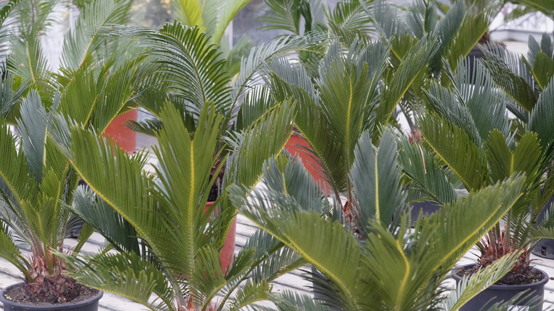 Segantini Green Passion | Garden Center