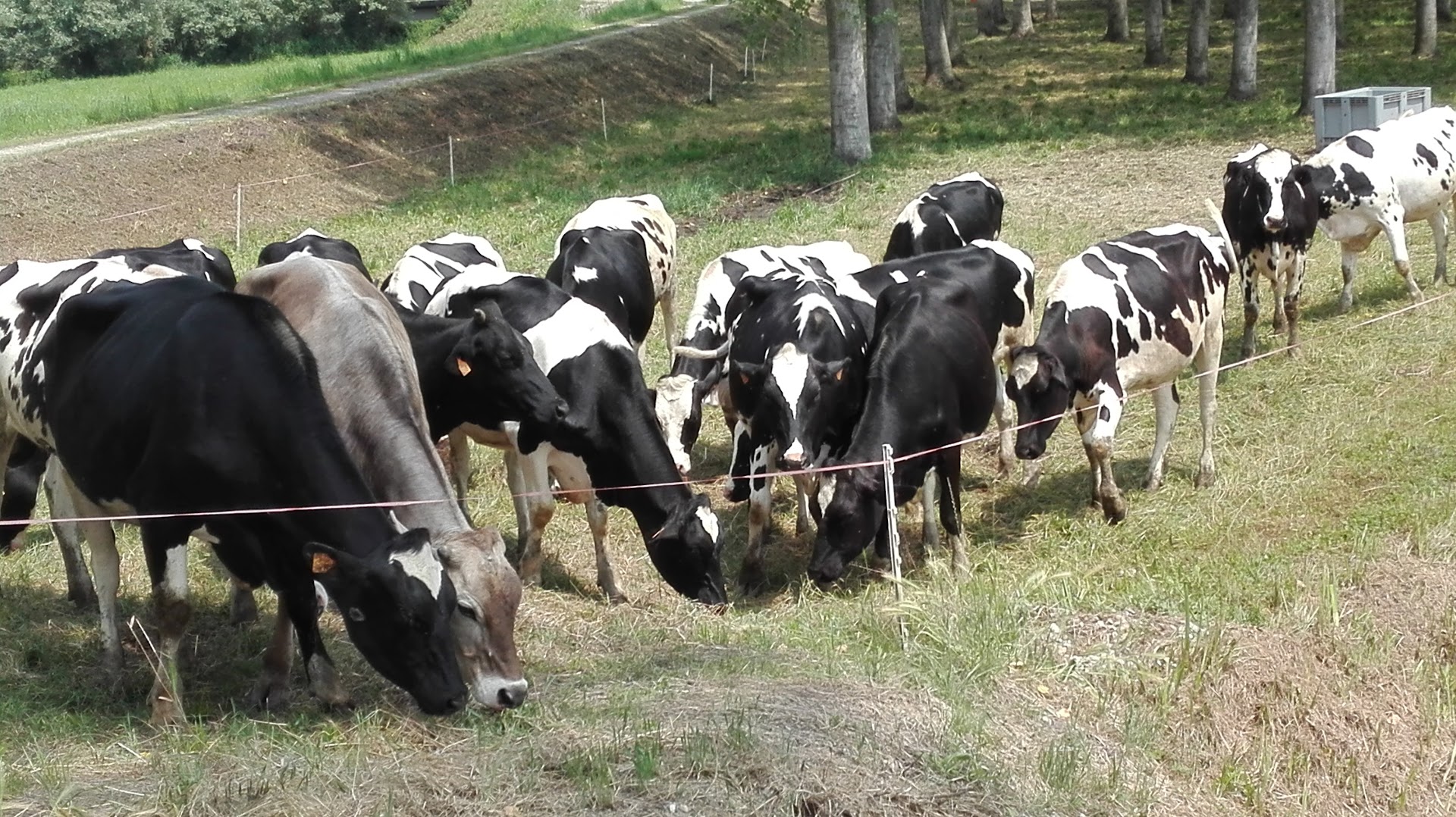 Sentiero delle Libellule - Parco Regionale Adda Sud