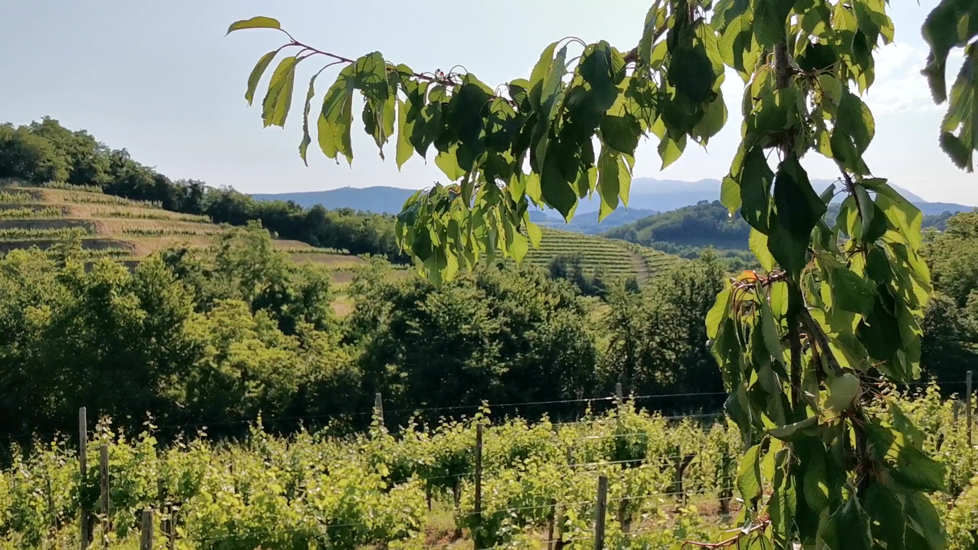 Sentiero delle Vigne Alte