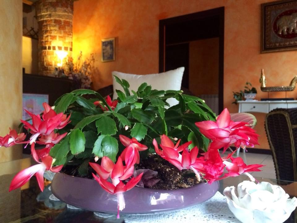 Siam Thai Massage Snc, Verona