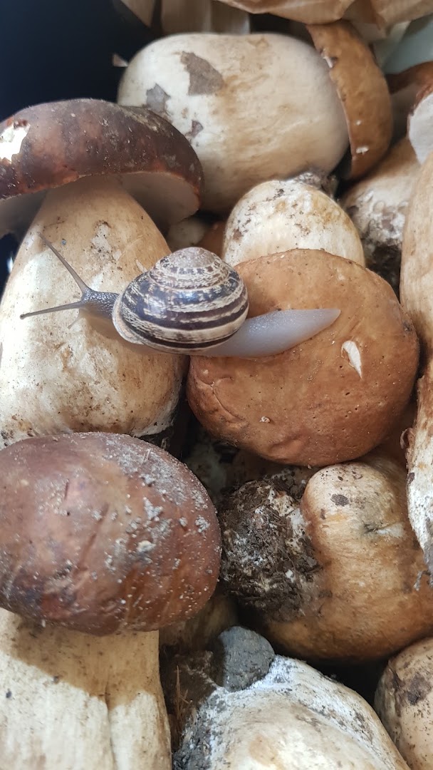 Siamo arrivati alla frutta