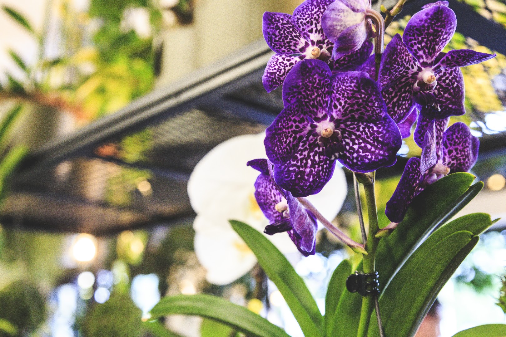 Signorelli Flowers & Coffee