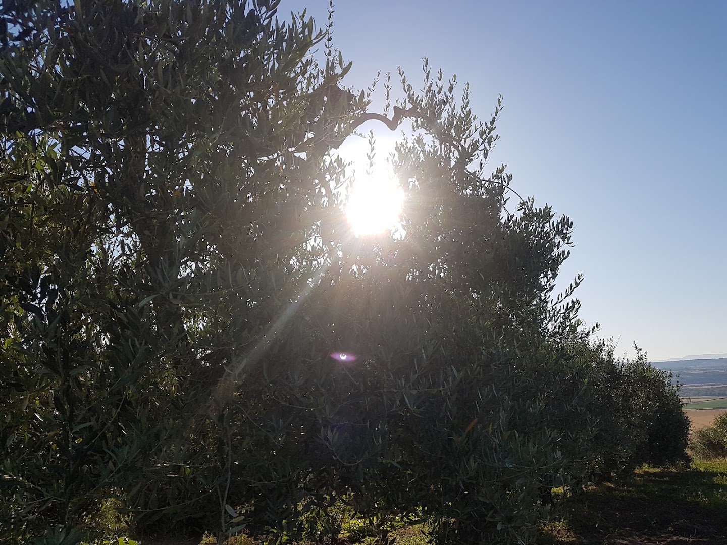 Sipicciano S.Nicola