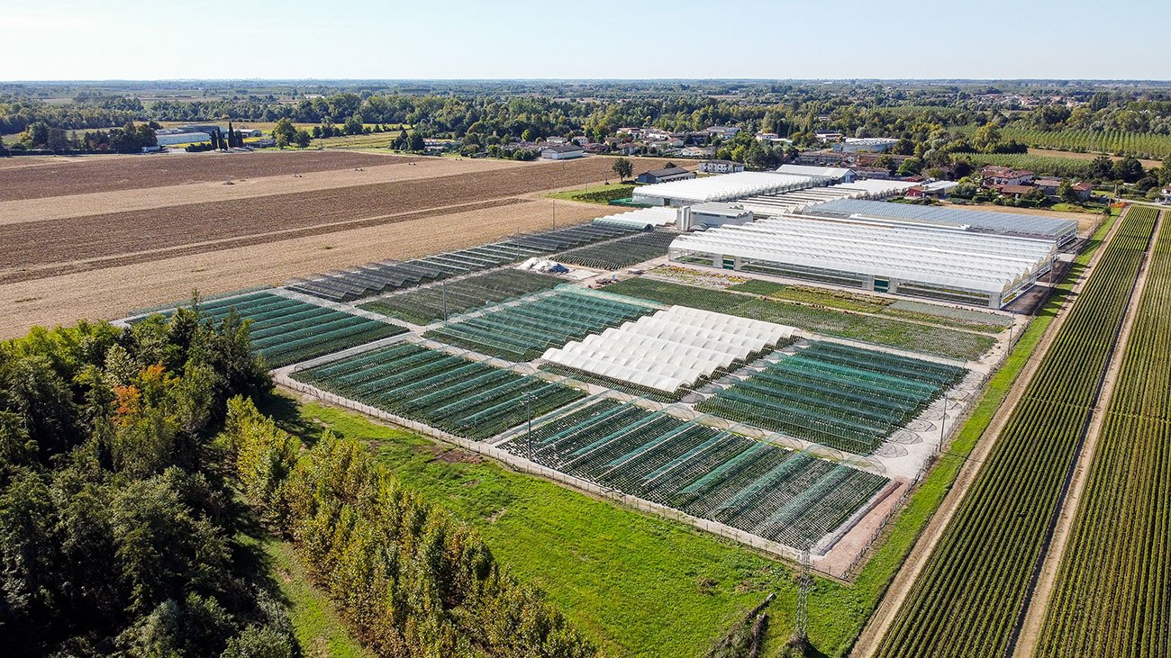 Soc. Agricola Odorico - piante da orto e fiori, Rivignano Teor