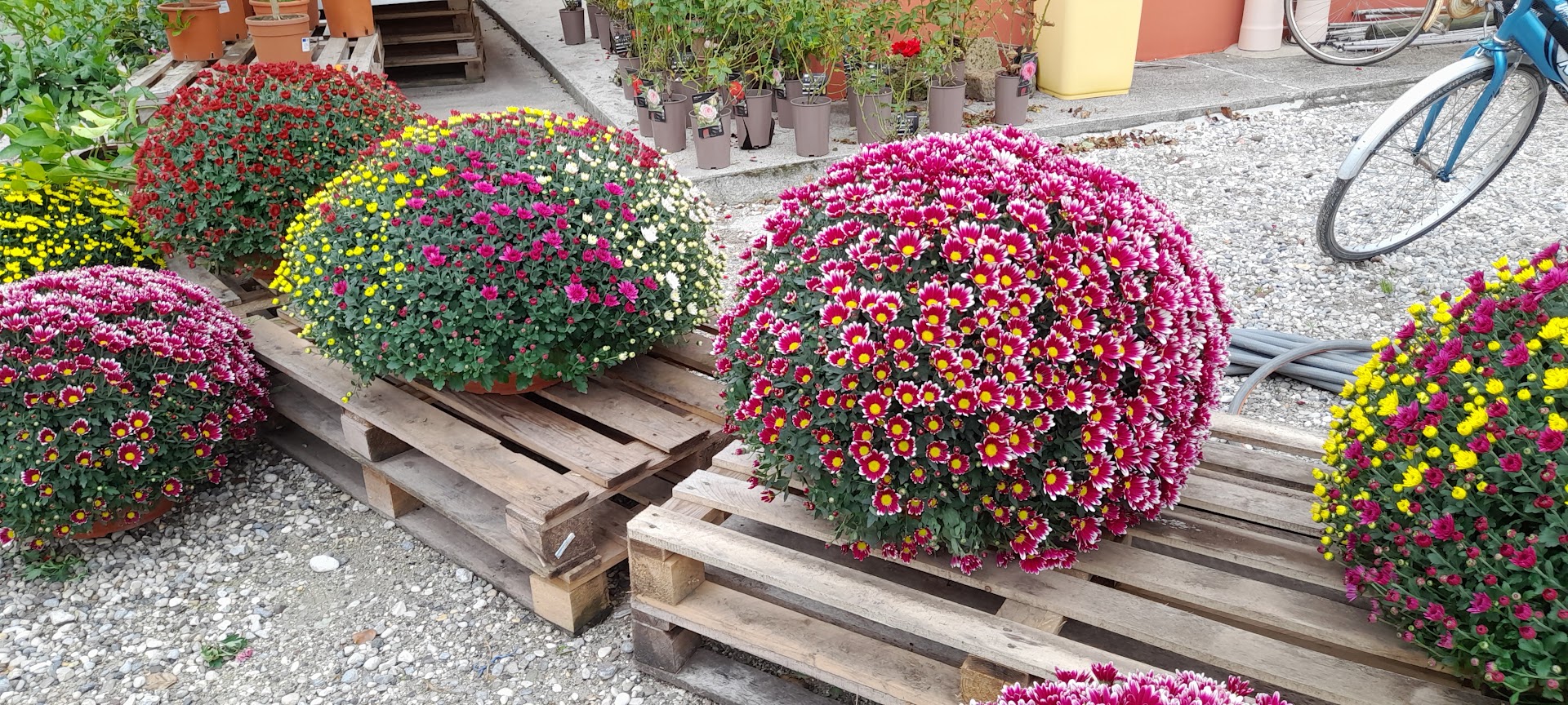 Soc. Agricola Odorico - piante da orto e fiori