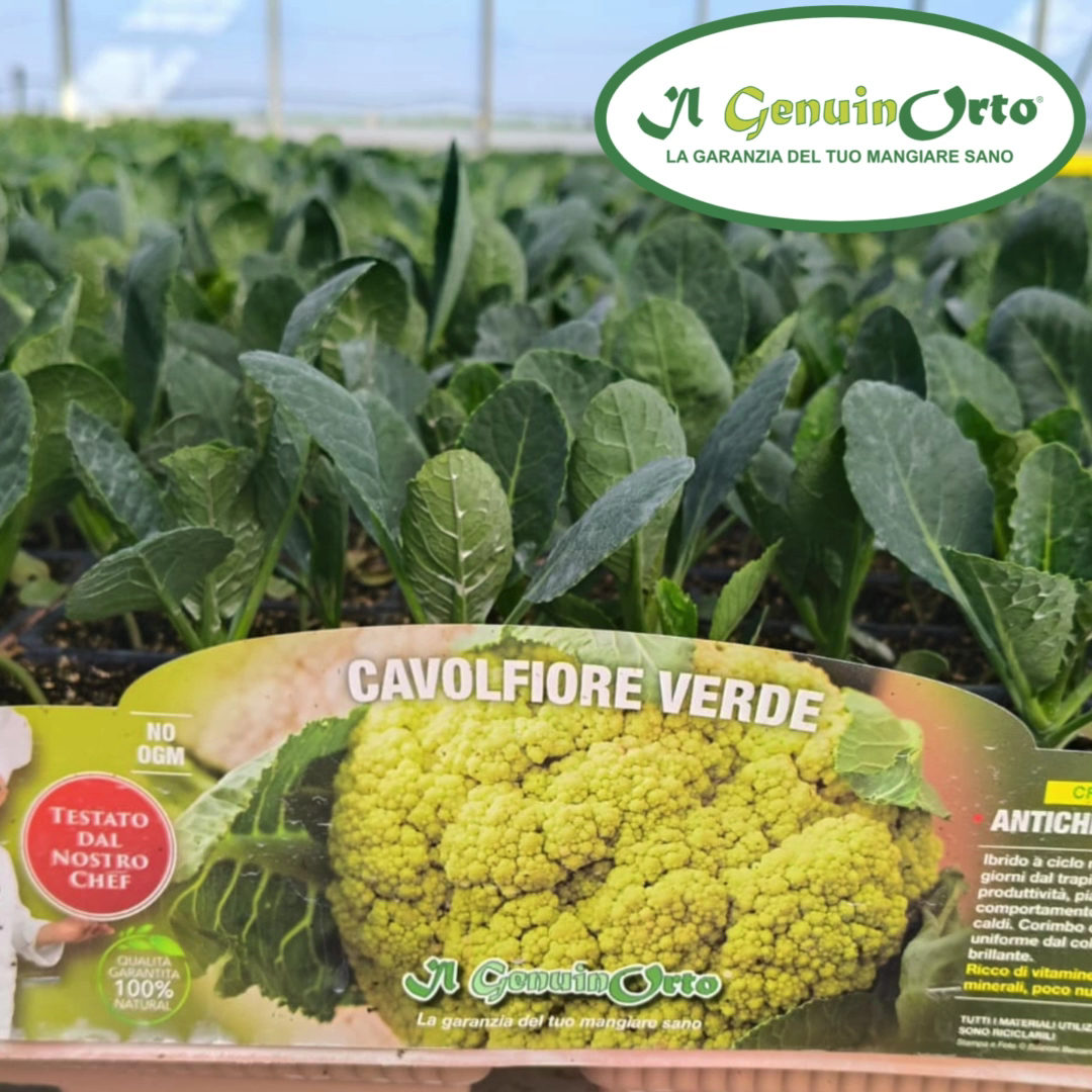 Soc. Agricola Odorico - piante da orto e fiori