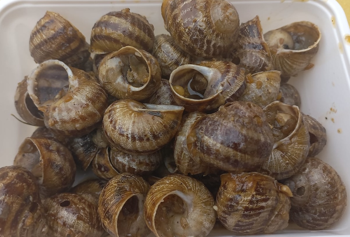 Società Vado Ligure