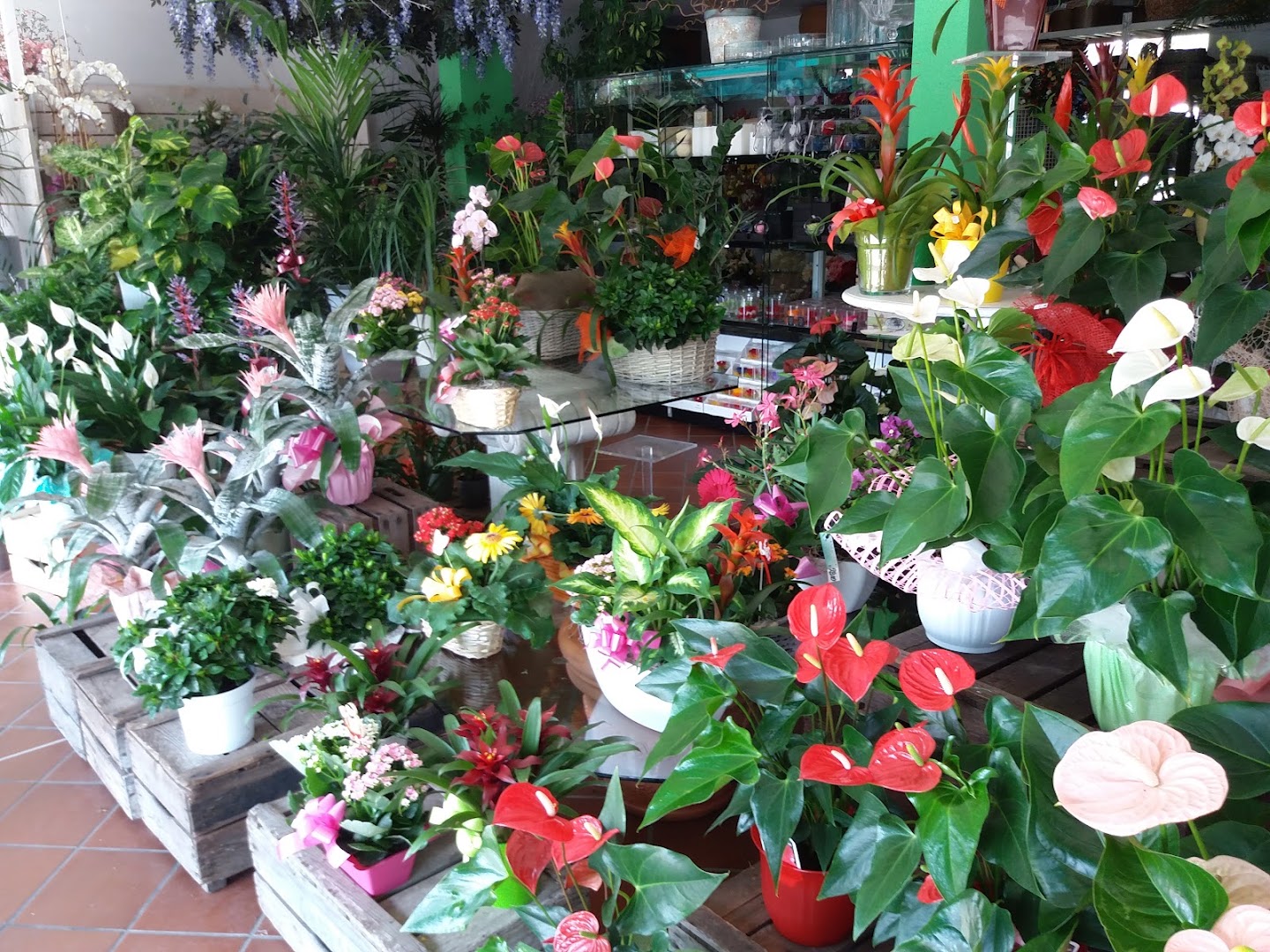 Sola Enrico Fiori e Piante