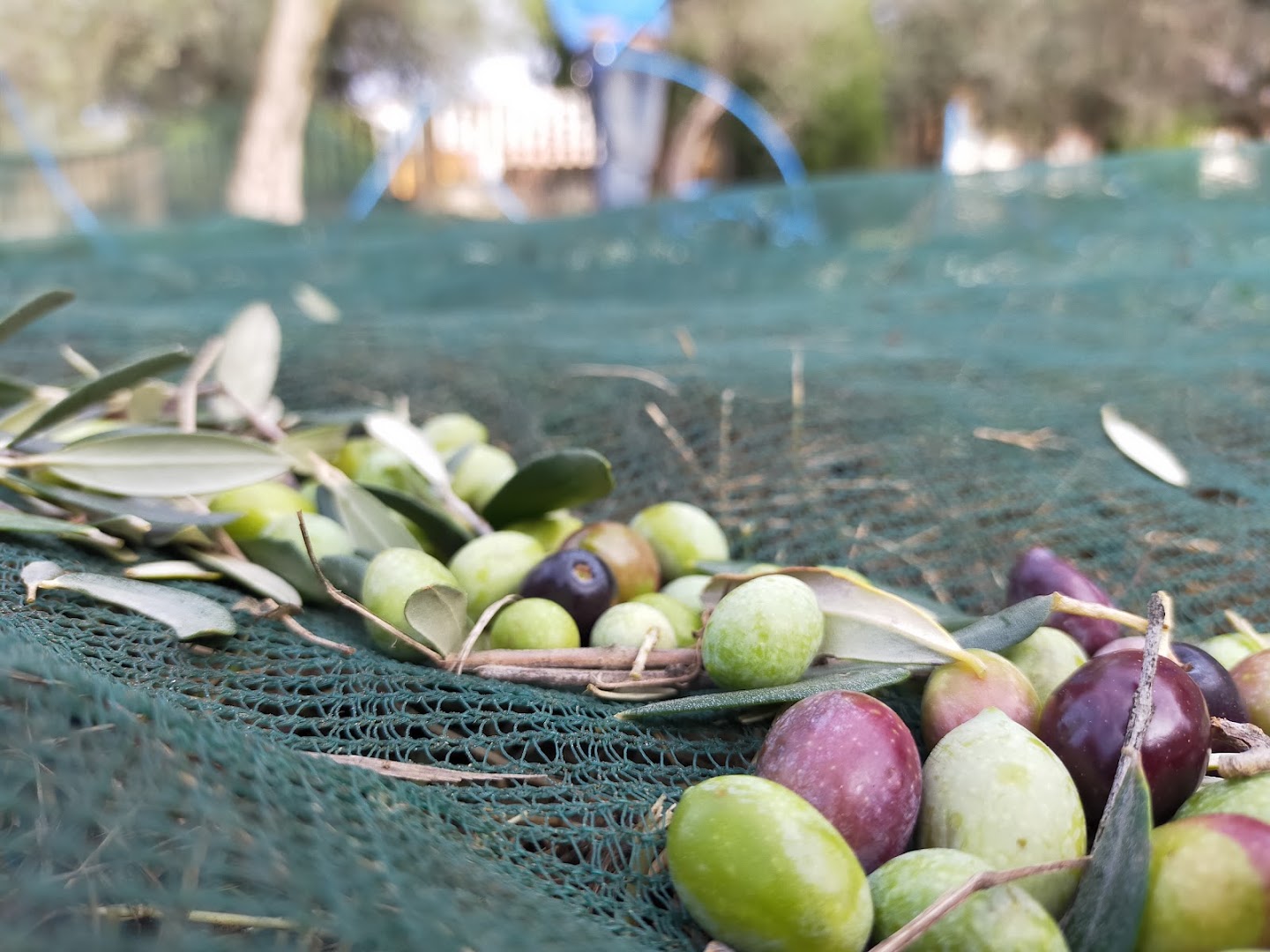 Sordana, l'Olio Extra Vergine d'oliva