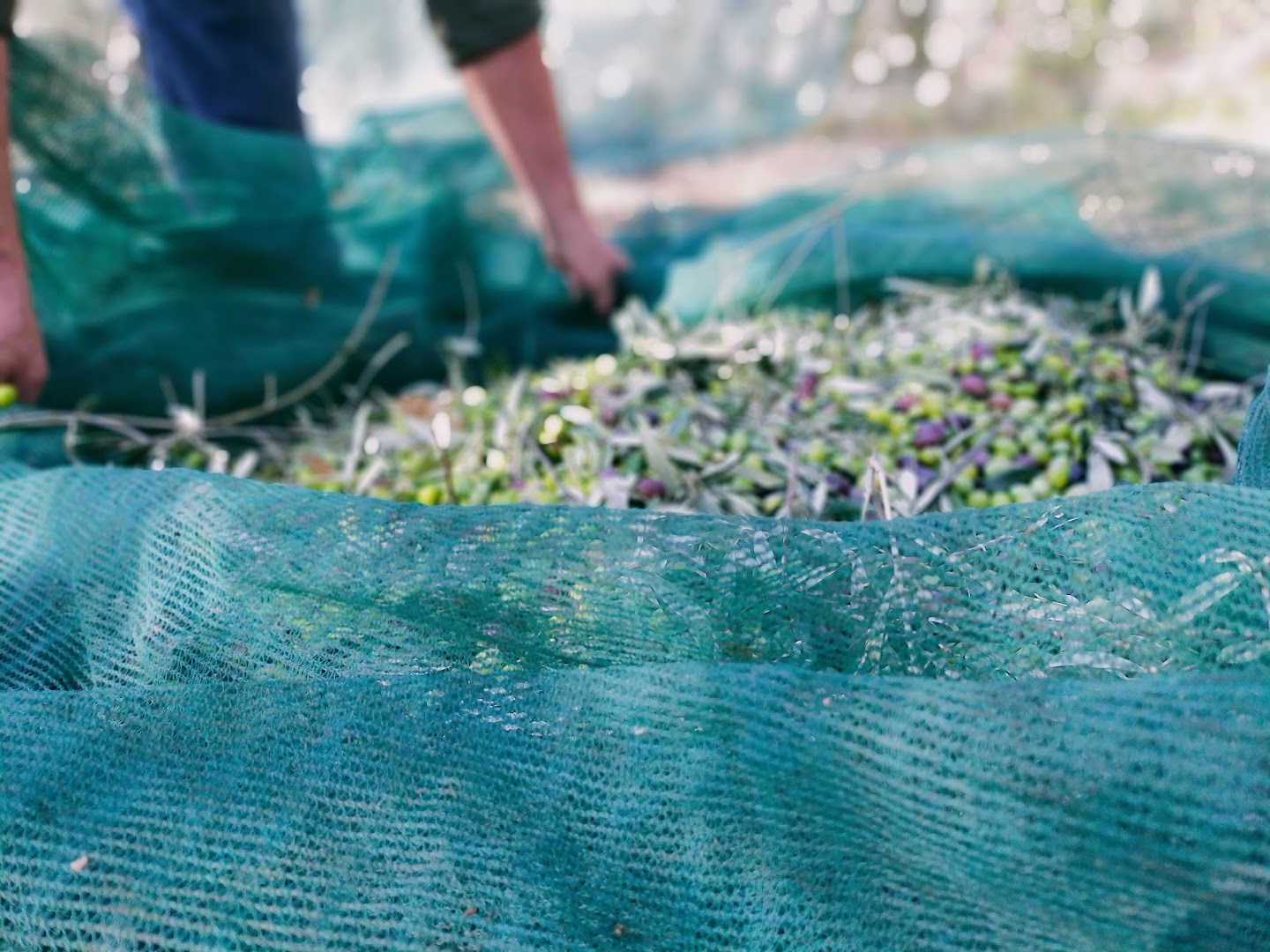 Sordana, l'Olio Extra Vergine d'oliva