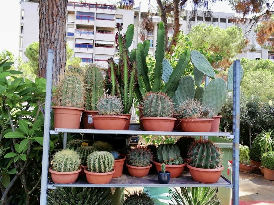 Sperlinga Fiori