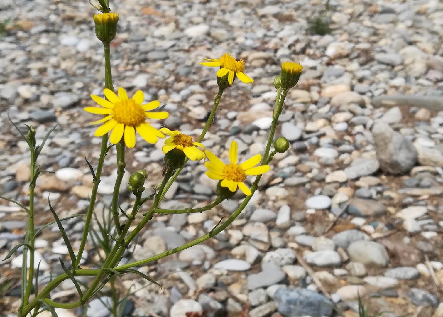 Spiaggia del Belgiardino, Montanaso Lombardo