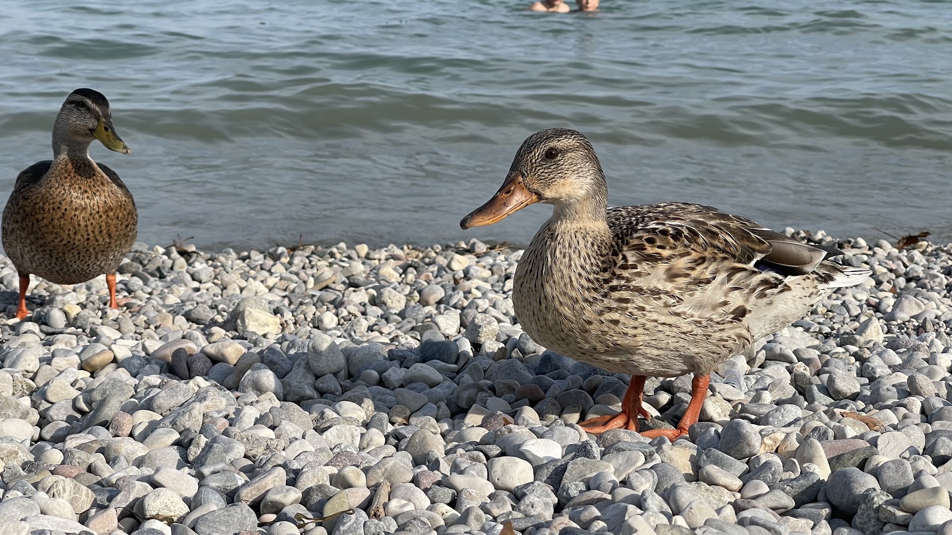 Spiaggia Porto, Moniga del Garda