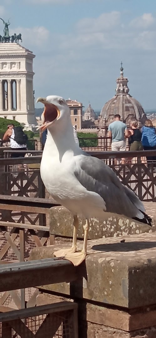 Stabilimento Il Delfino Ostia