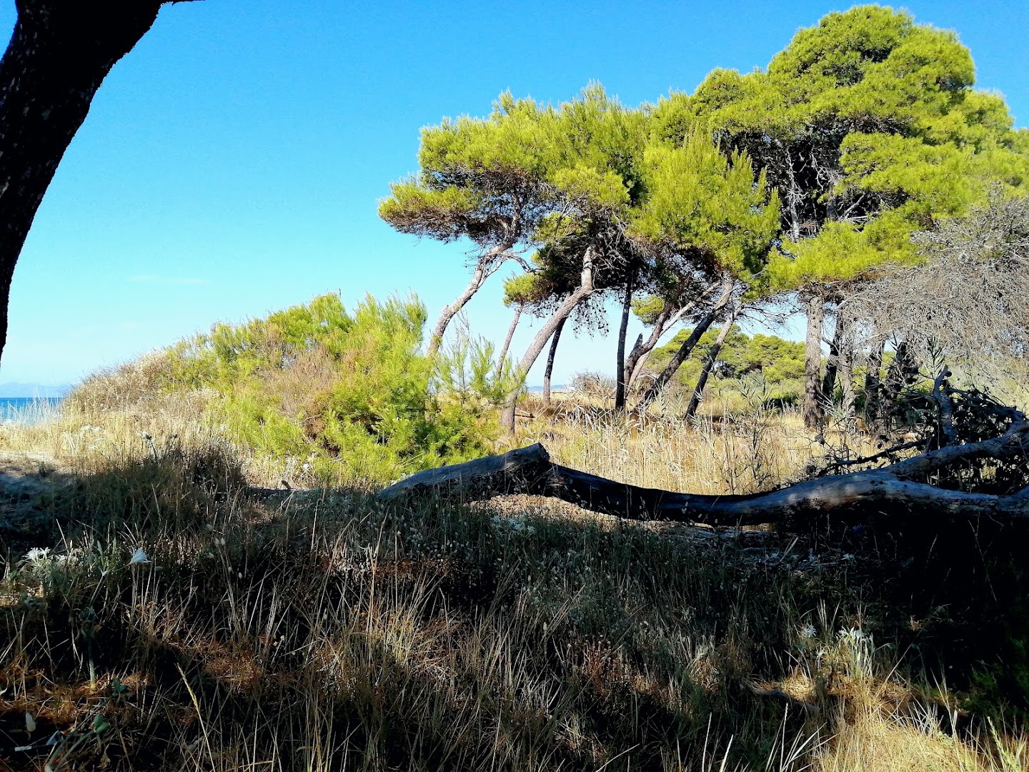 Sterpaia - Parco Costiero