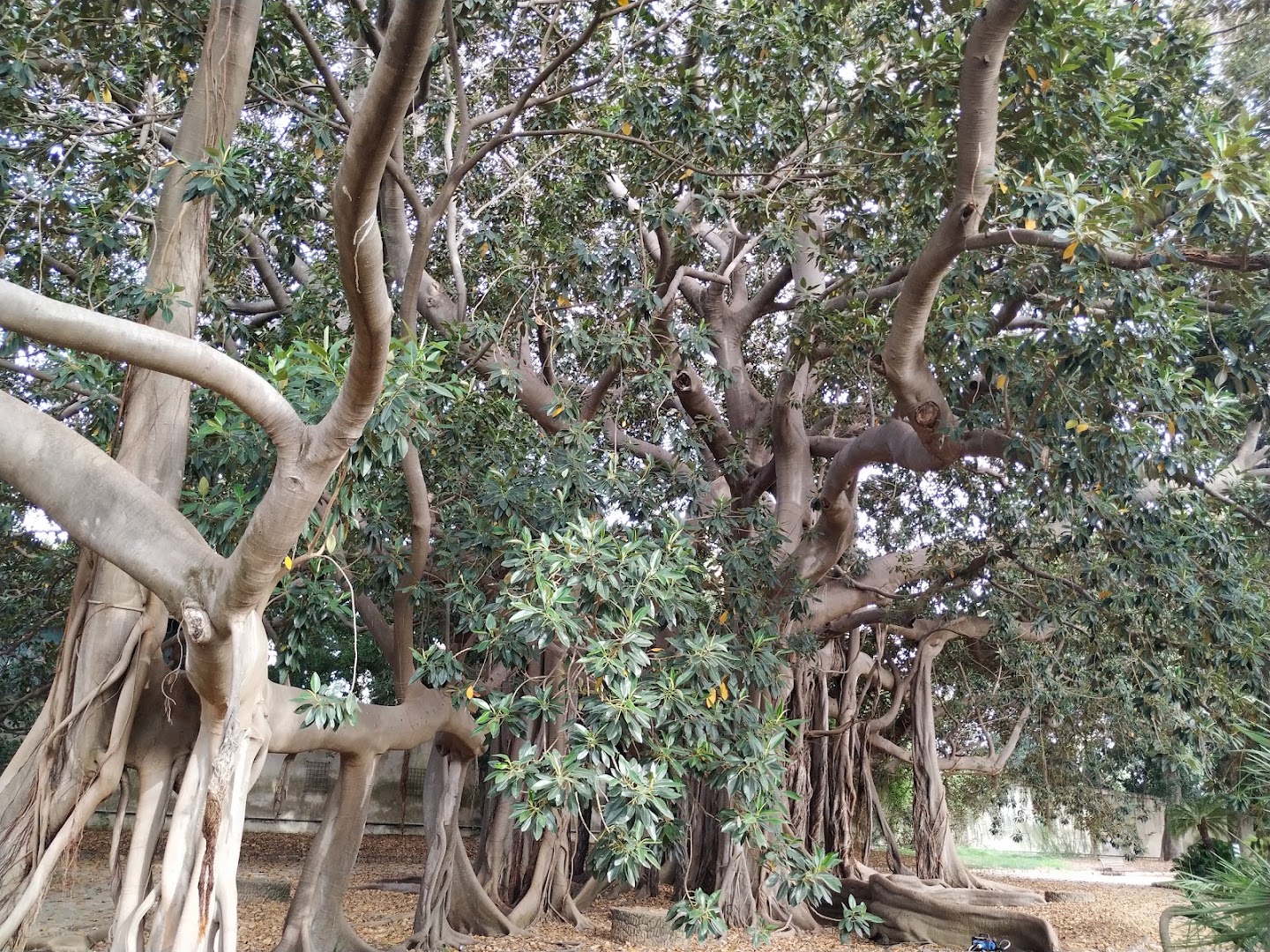 Talea - Orto Botanico