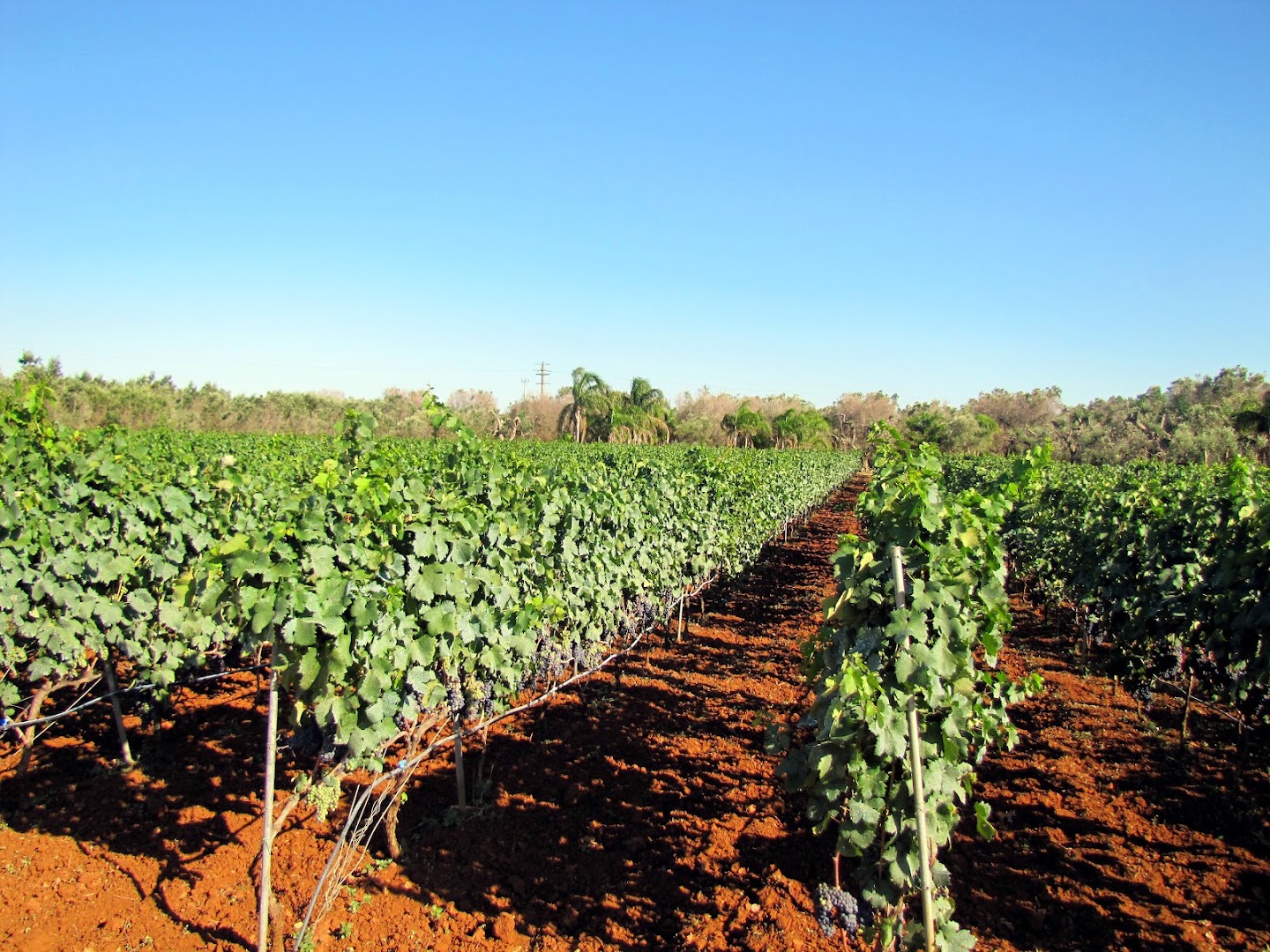 Tenuta Annibale