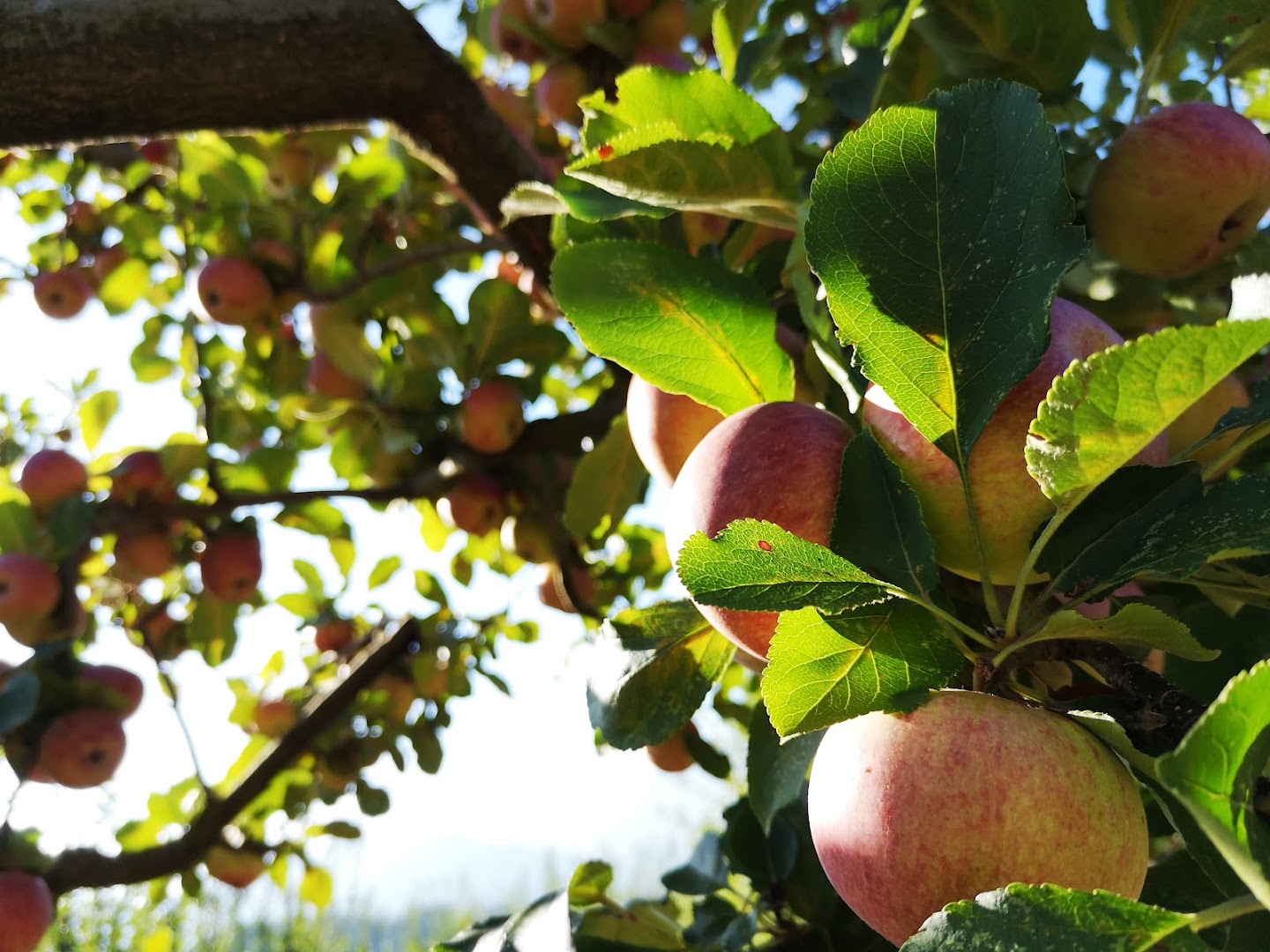 Tenuta morrone